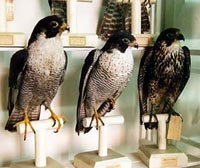 Museo ornitologico